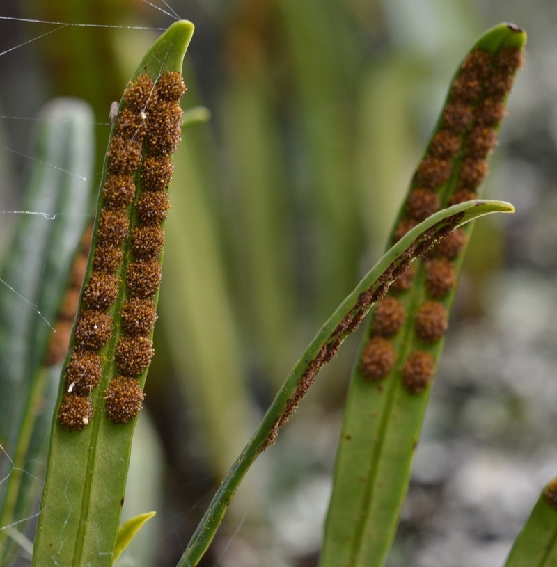 Weeping Fern photo 2
