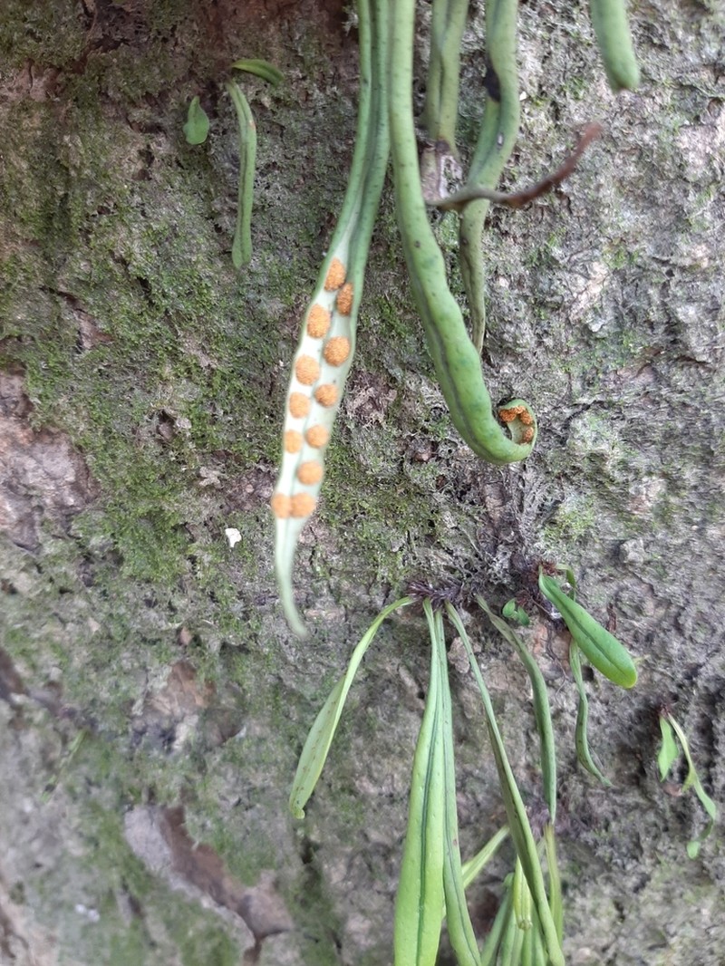 Weeping Fern photo 3
