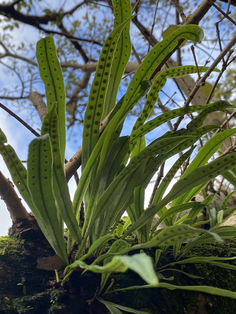 Weeping Fern photo 4