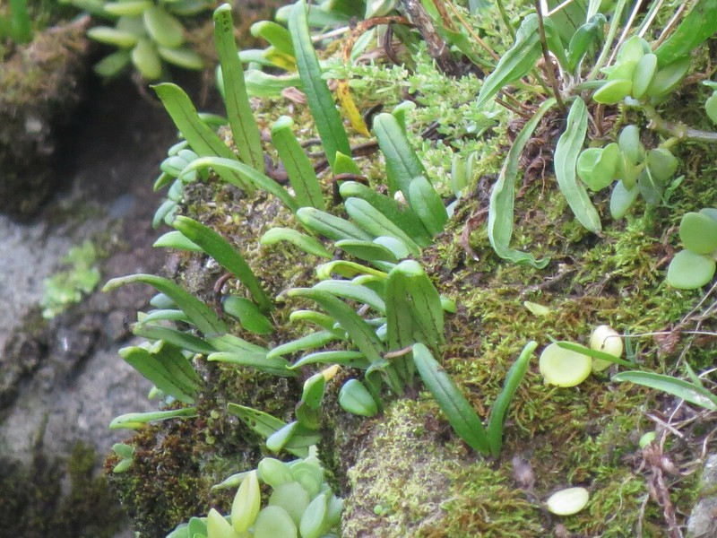 Weeping Fern photo 5