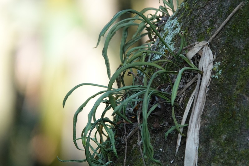 Weeping Fern photo 6