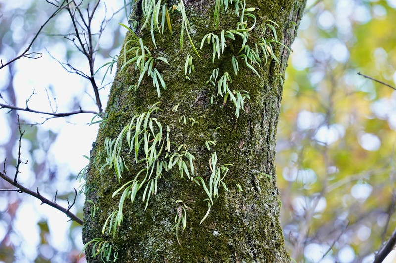 Weeping Fern photo 7