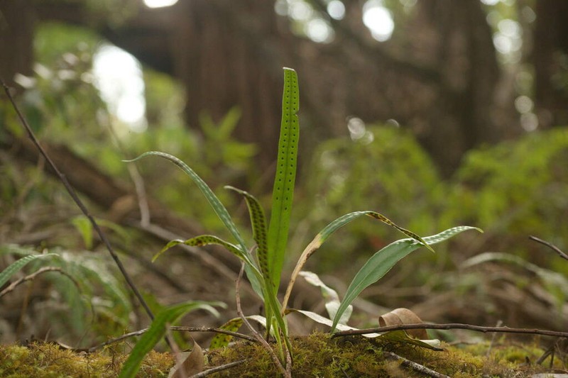 Weeping Fern photo 8
