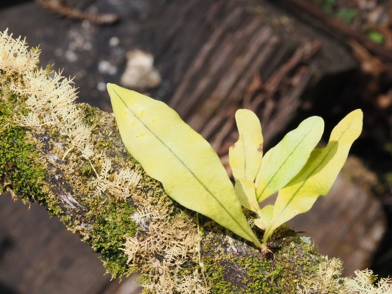 Lepisorus tosaensis