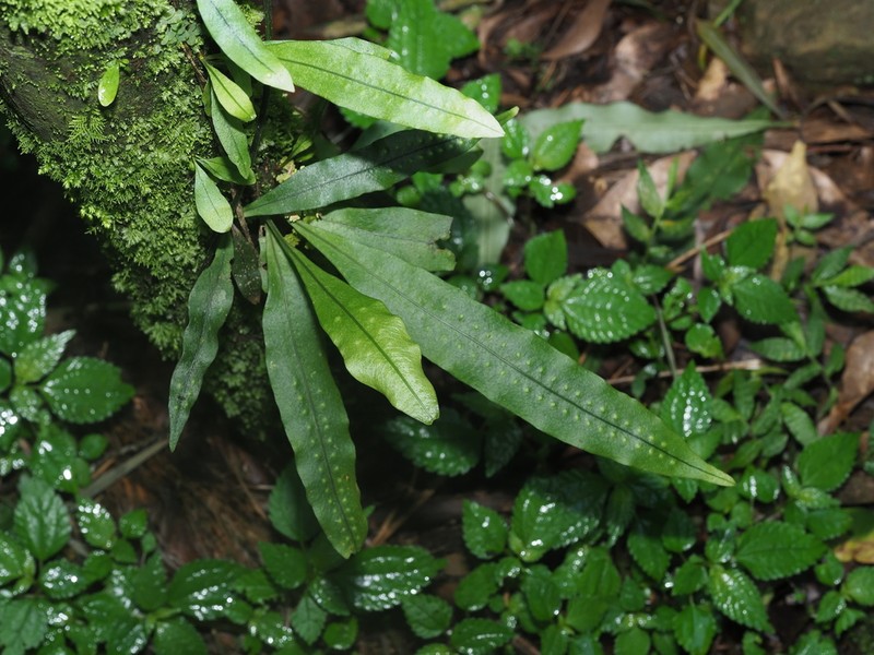 Lepisorus tosaensis photo 2