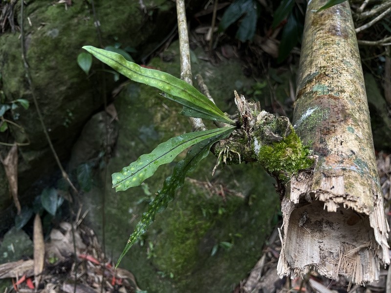 Lepisorus tosaensis photo 3