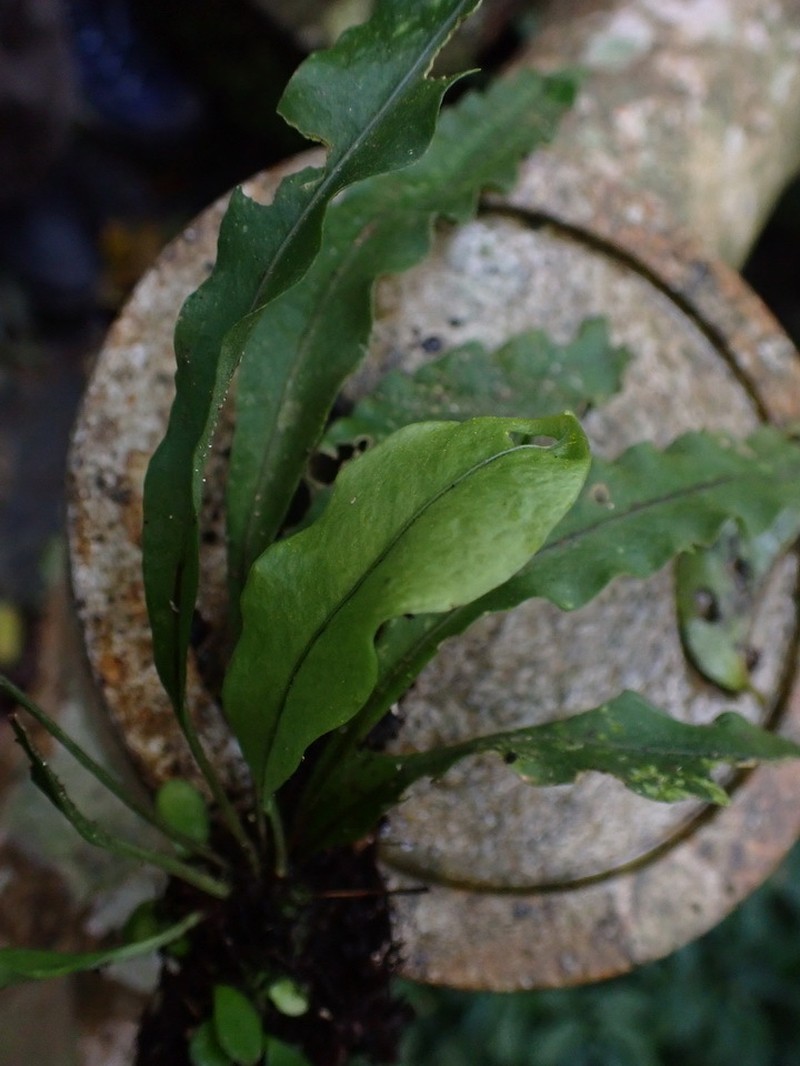 Lepisorus tosaensis photo 5