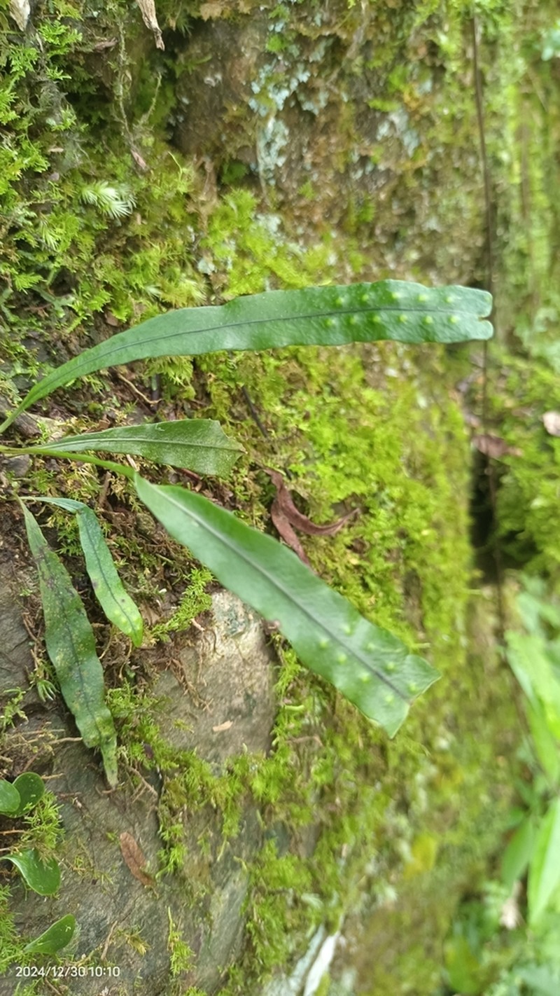 Lepisorus tosaensis photo 6