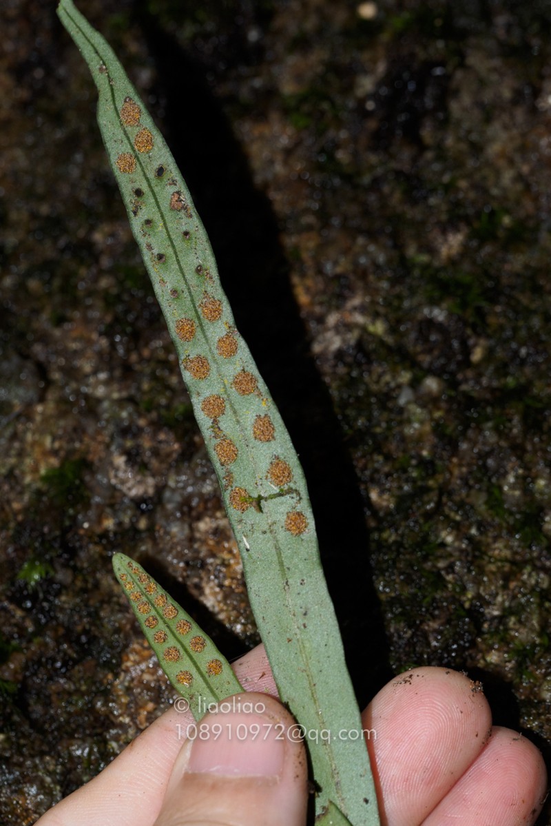 Lepisorus tosaensis photo 7