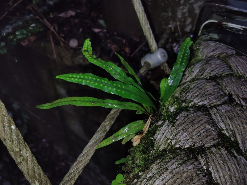 Lepisorus tosaensis photo 8