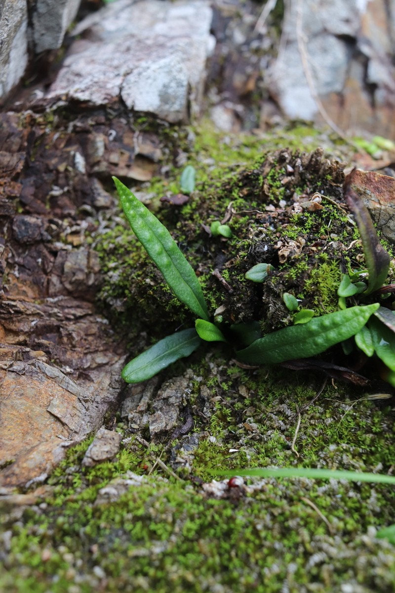 Lepisorus uchiyamae