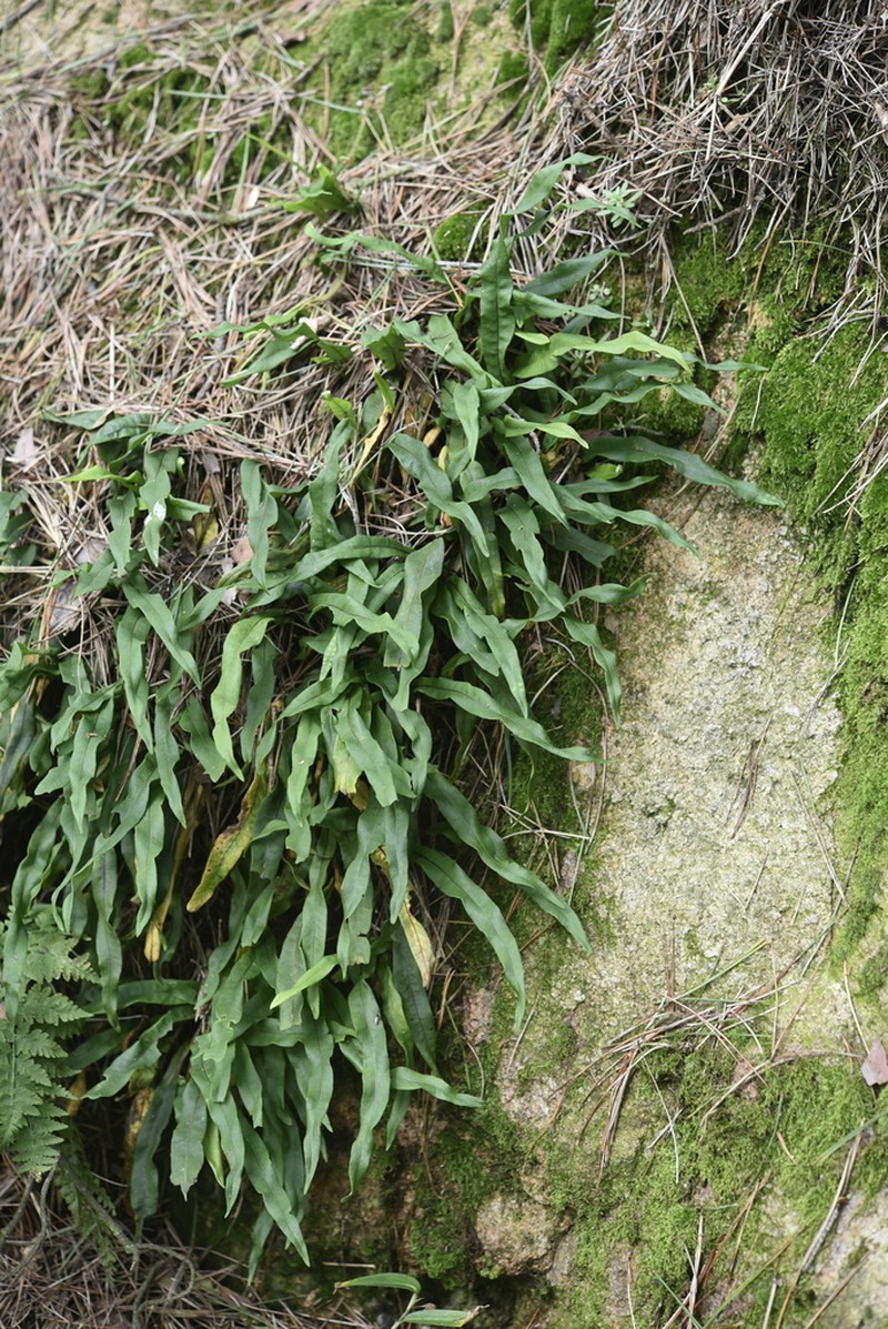 Lepisorus ussuriensis photo 2
