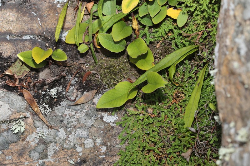 Lepisorus ussuriensis photo 3