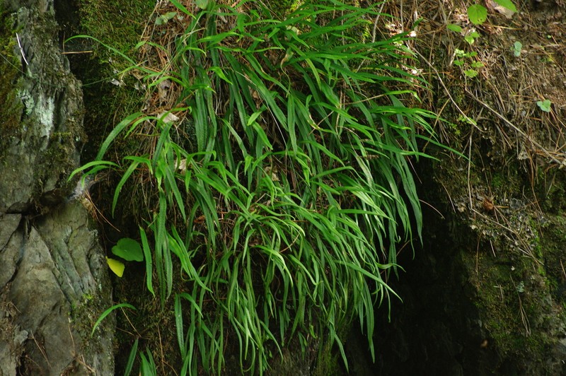 Lepisorus ussuriensis photo 4