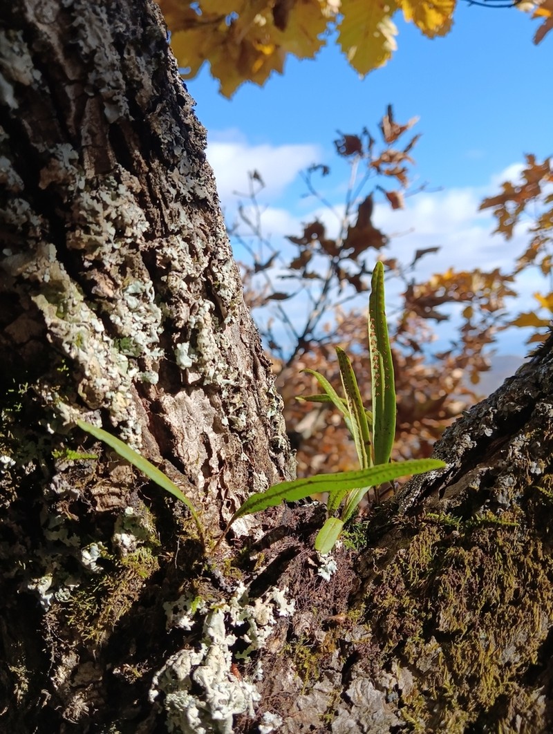 Lepisorus ussuriensis photo 5