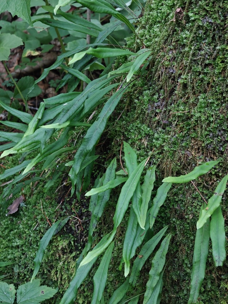 Lepisorus ussuriensis photo 6