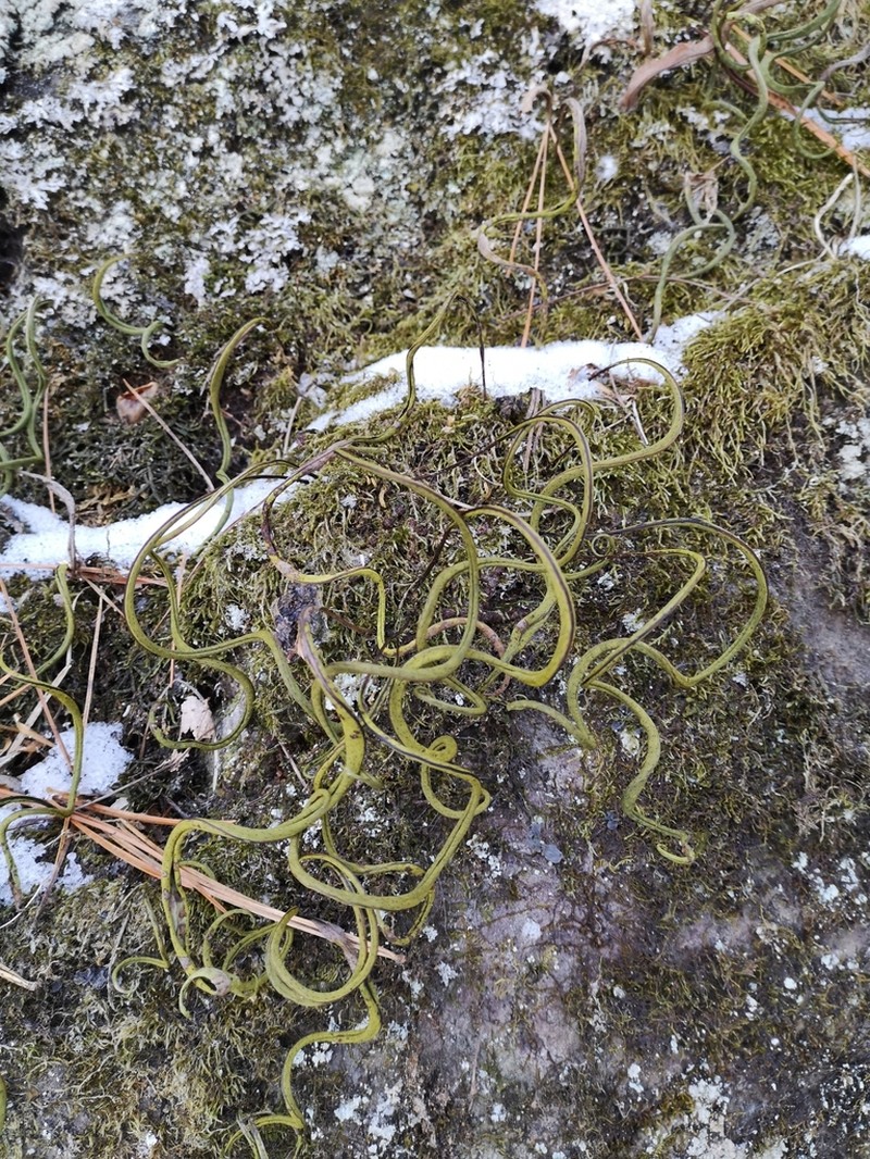 Lepisorus ussuriensis photo 7