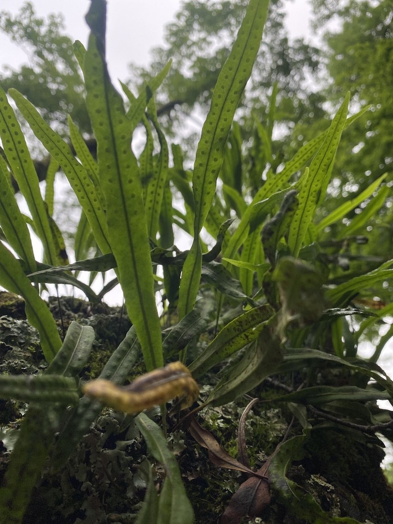 Lepisorus ussuriensis photo 8
