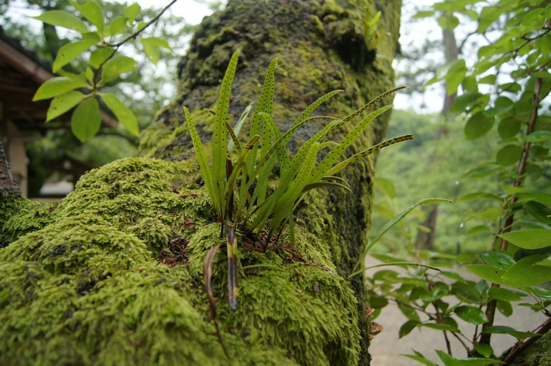 Lepisorus ussuriensis var. distans