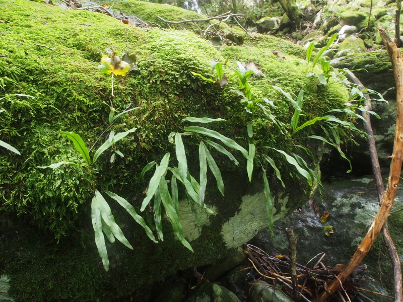 Lepisorus ussuriensis var. distans photo 2
