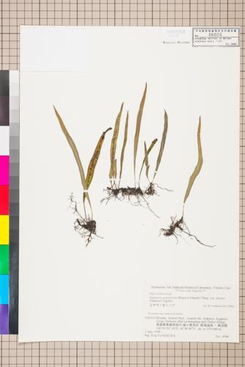 Lepisorus ussuriensis var. distans photo 3