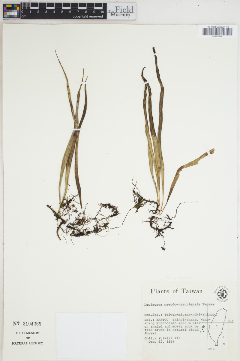 Lepisorus ussuriensis var. distans photo 4