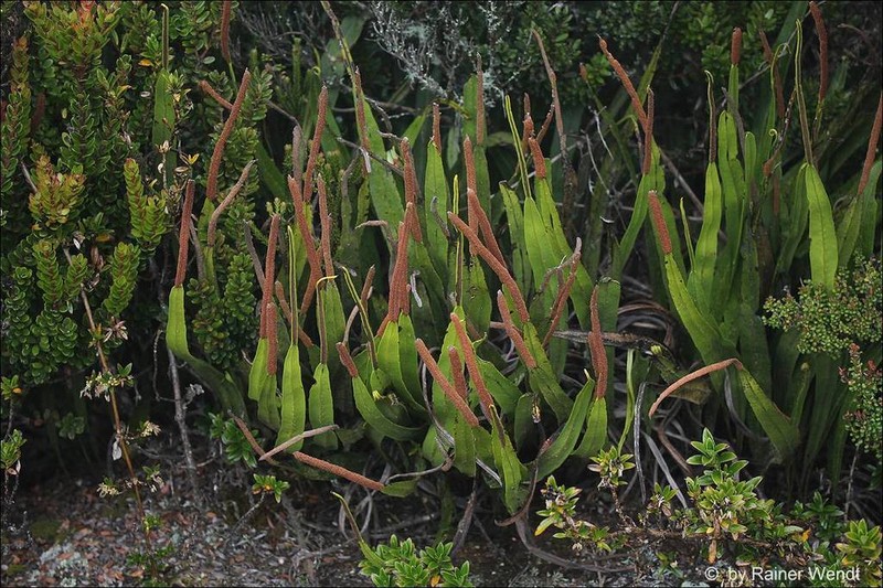 Lepisorus validinervis