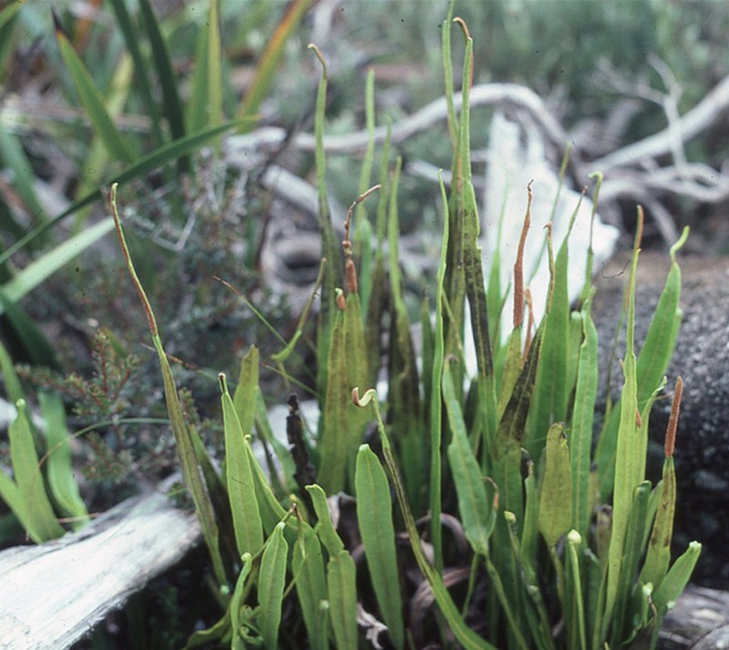 Lepisorus validinervis photo 2