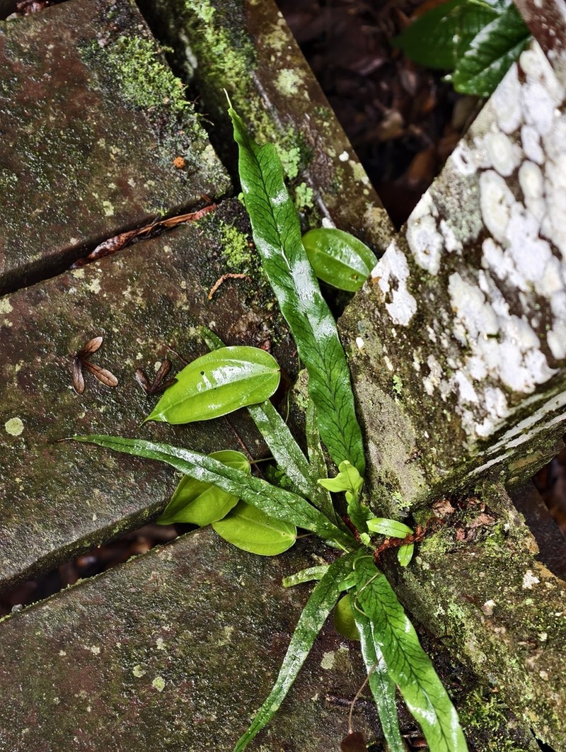 Lepisorus validinervis photo 4