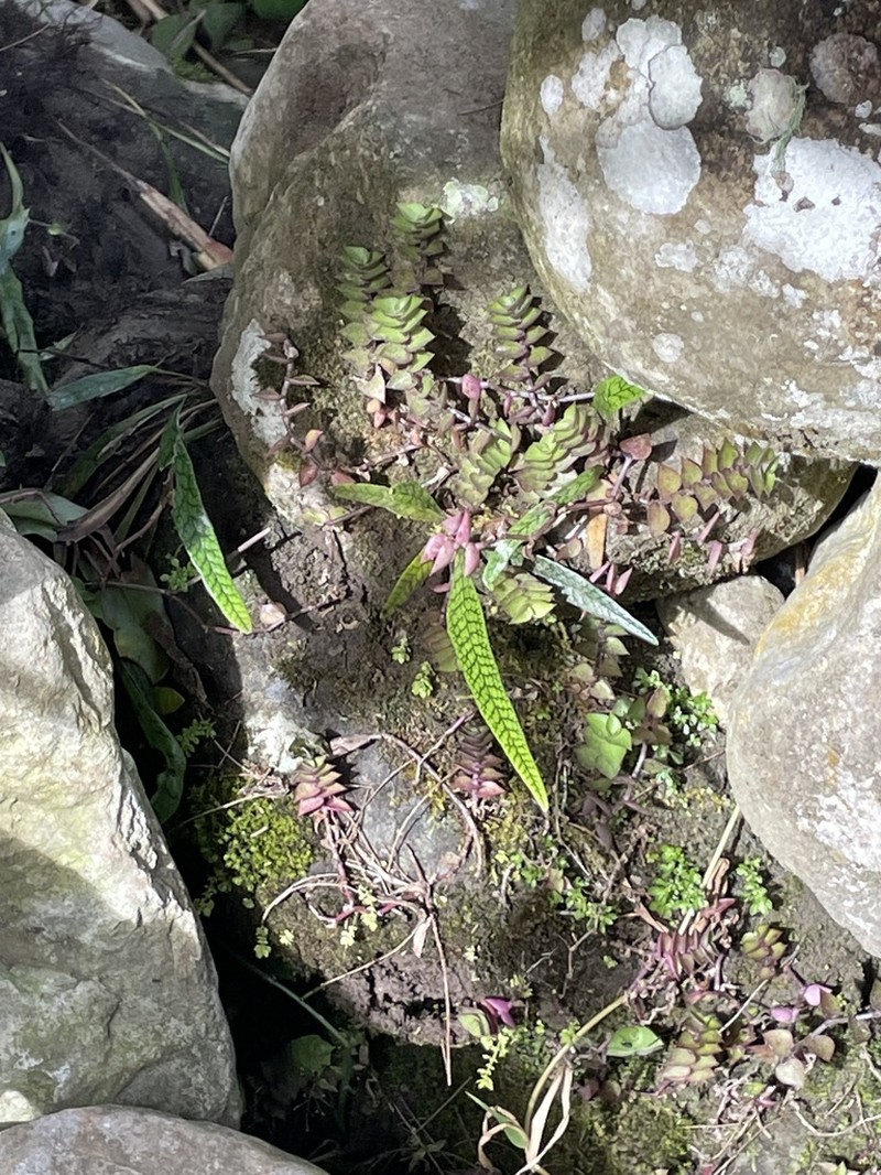Lepisorus validinervis photo 5