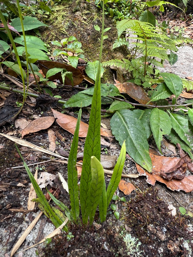 Lepisorus validinervis photo 6