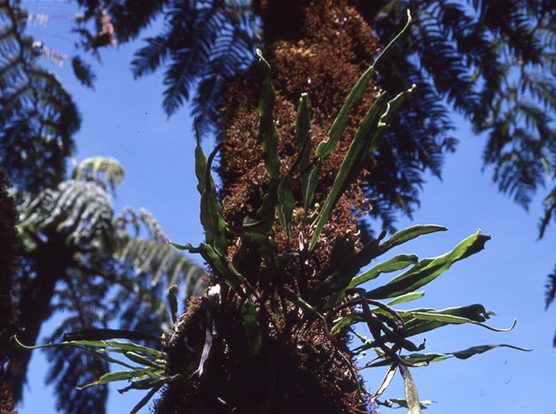 Lepisorus validinervis photo 7