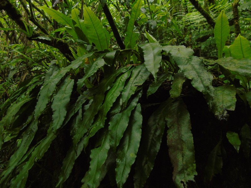 Lepisorus zippelii photo 2