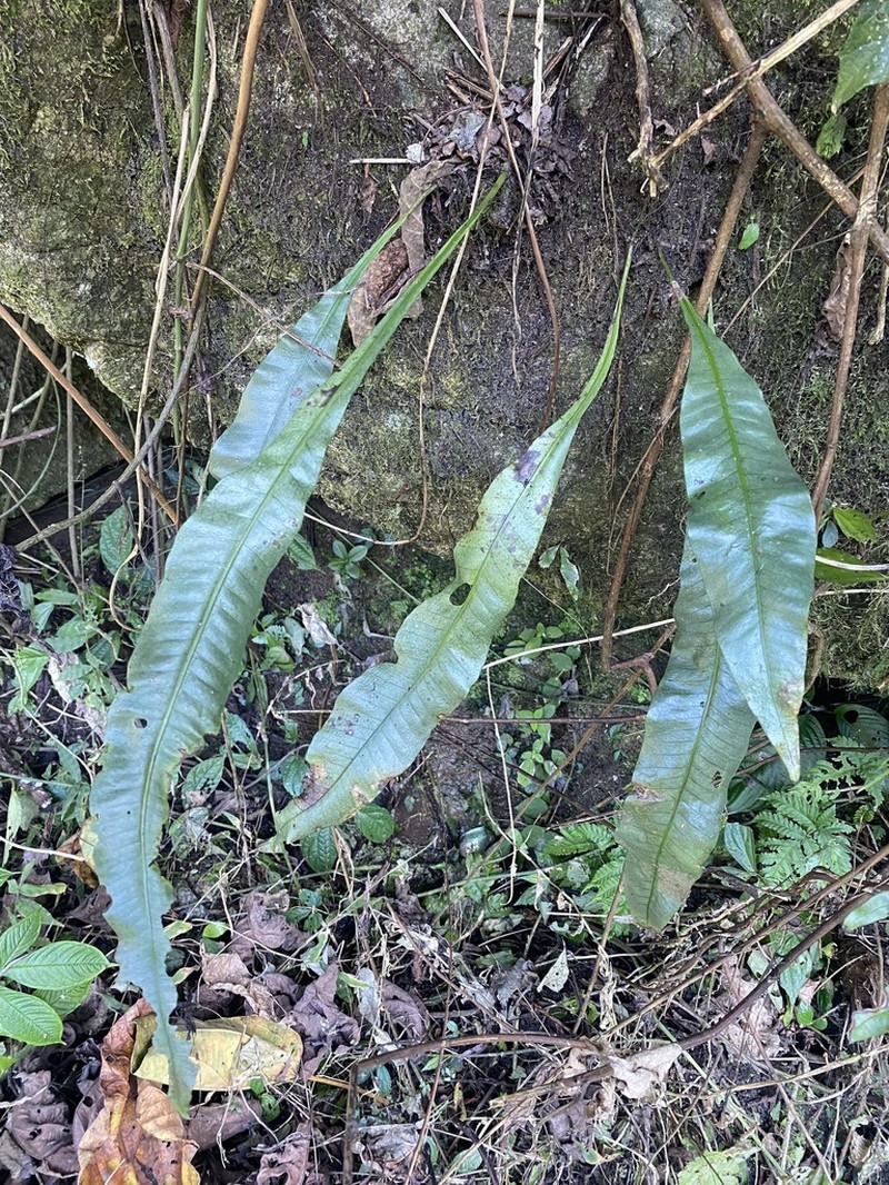 Lepisorus zippelii photo 3