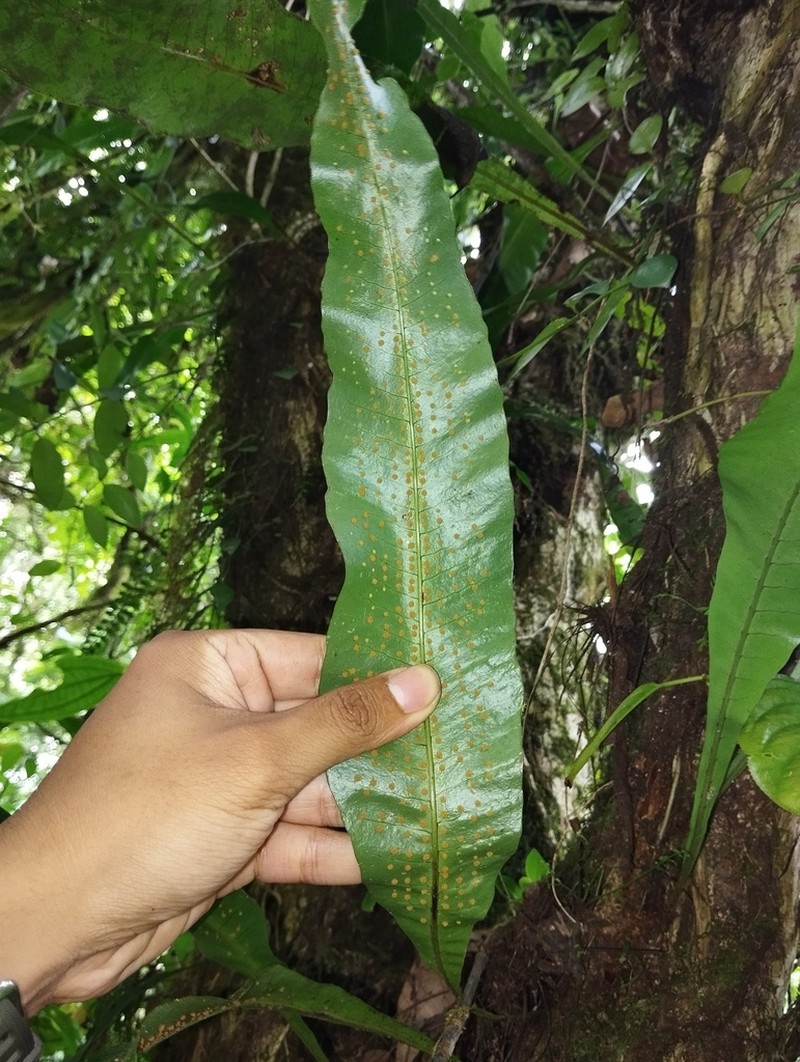 Lepisorus zippelii photo 4