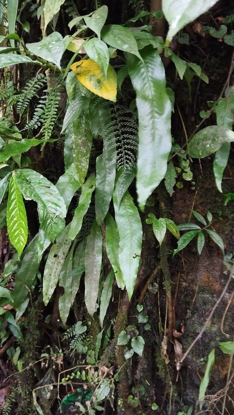 Lepisorus zippelii photo 5