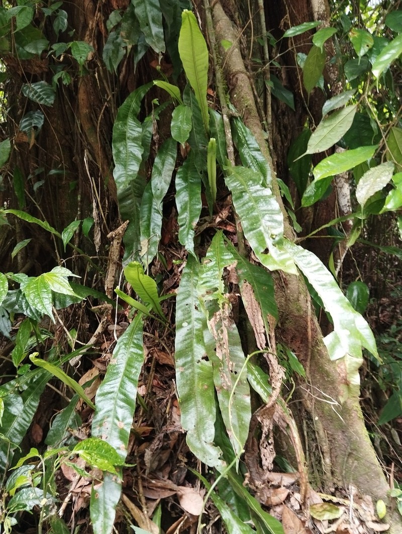 Lepisorus zippelii photo 6
