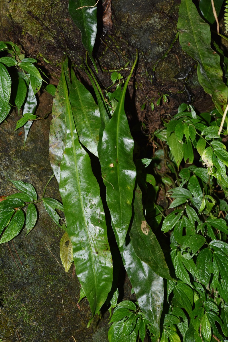 Lepisorus zippelii photo 7
