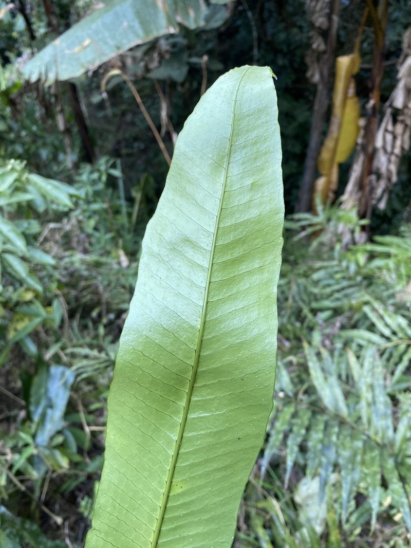Lepisorus zippelii photo 8