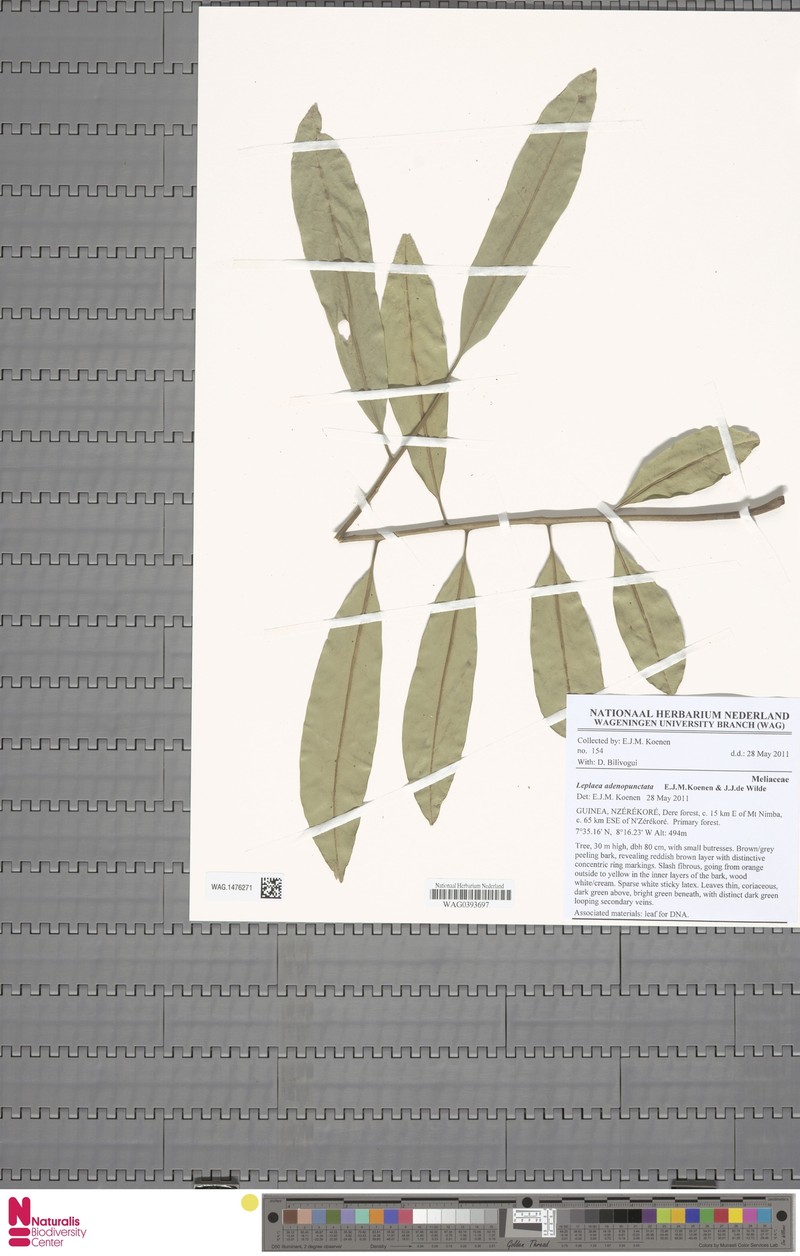 Leplaea adenopunctata