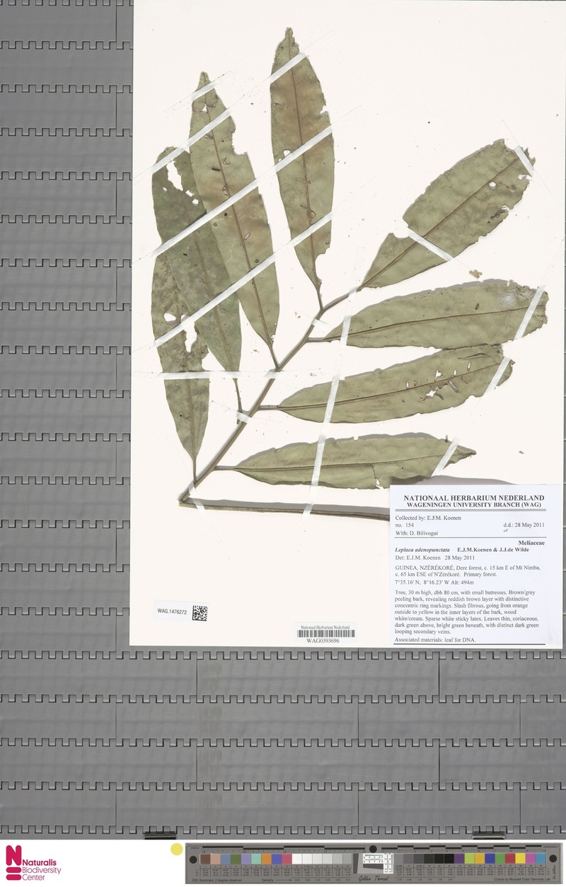 Leplaea adenopunctata photo 2