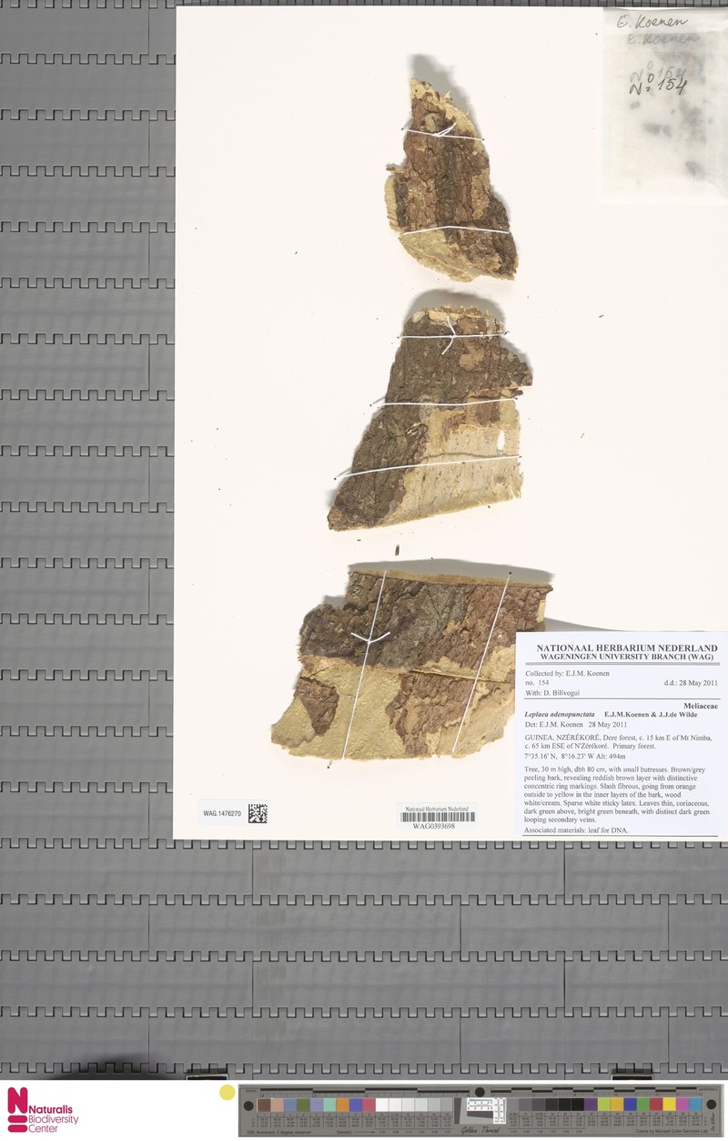 Leplaea adenopunctata photo 3