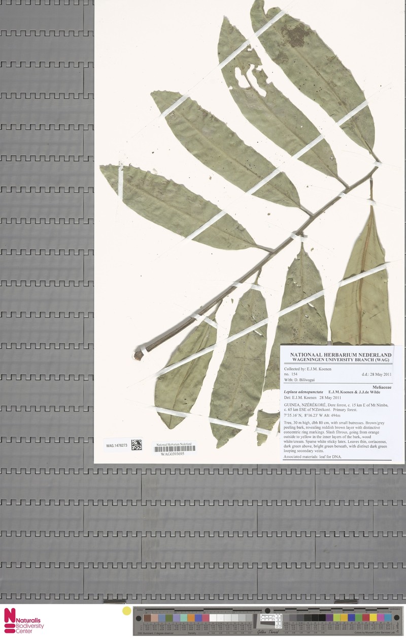 Leplaea adenopunctata photo 4