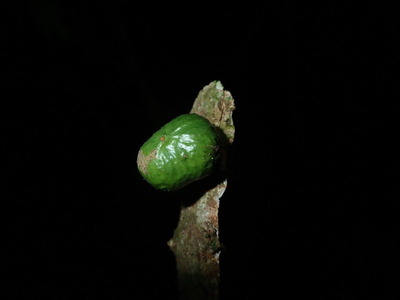 Leplaea cauliflora