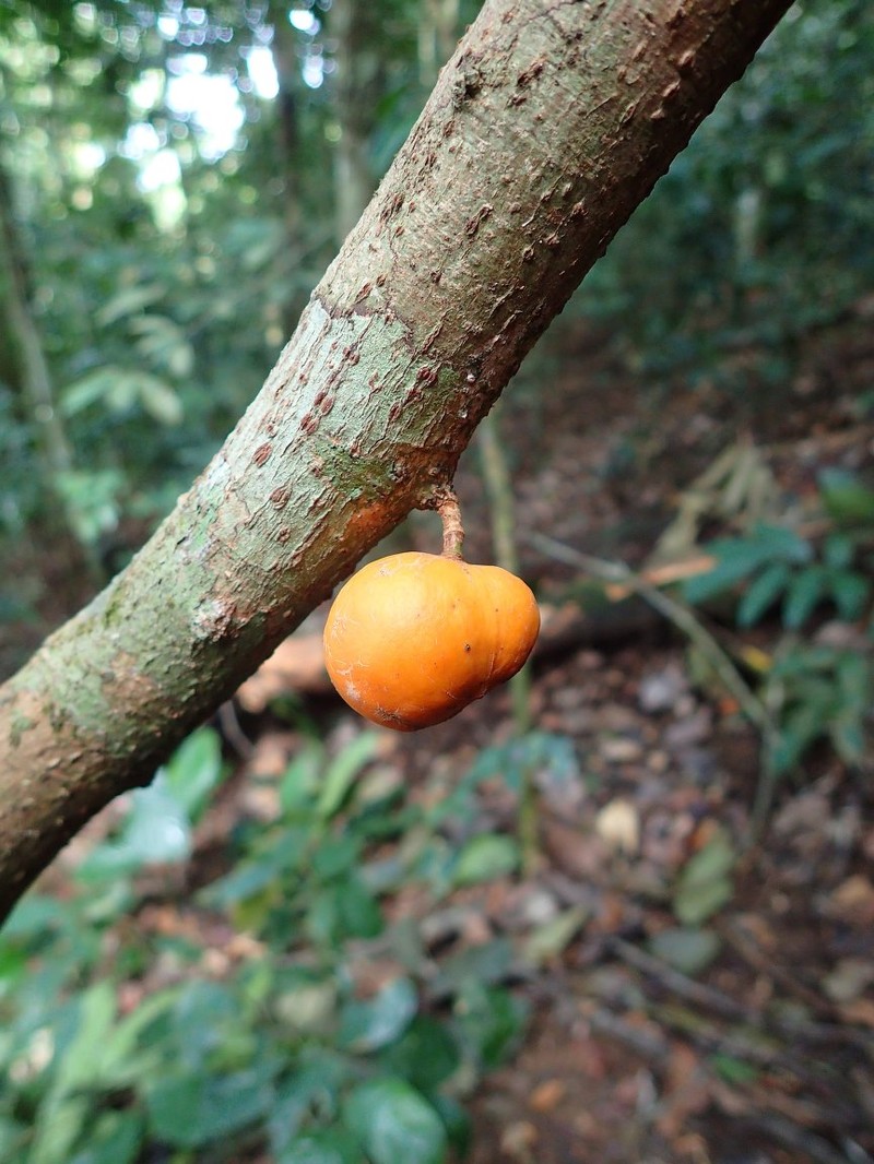 Leplaea cauliflora photo 2