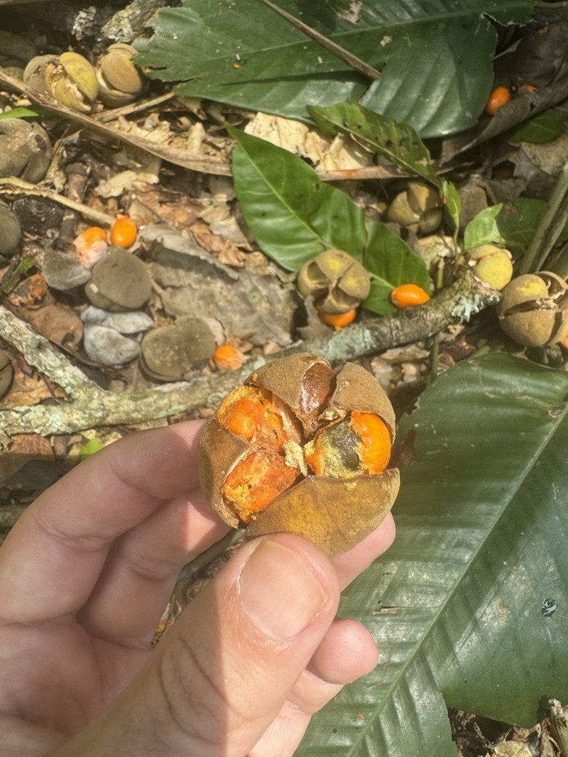 Leplaea cedrata
