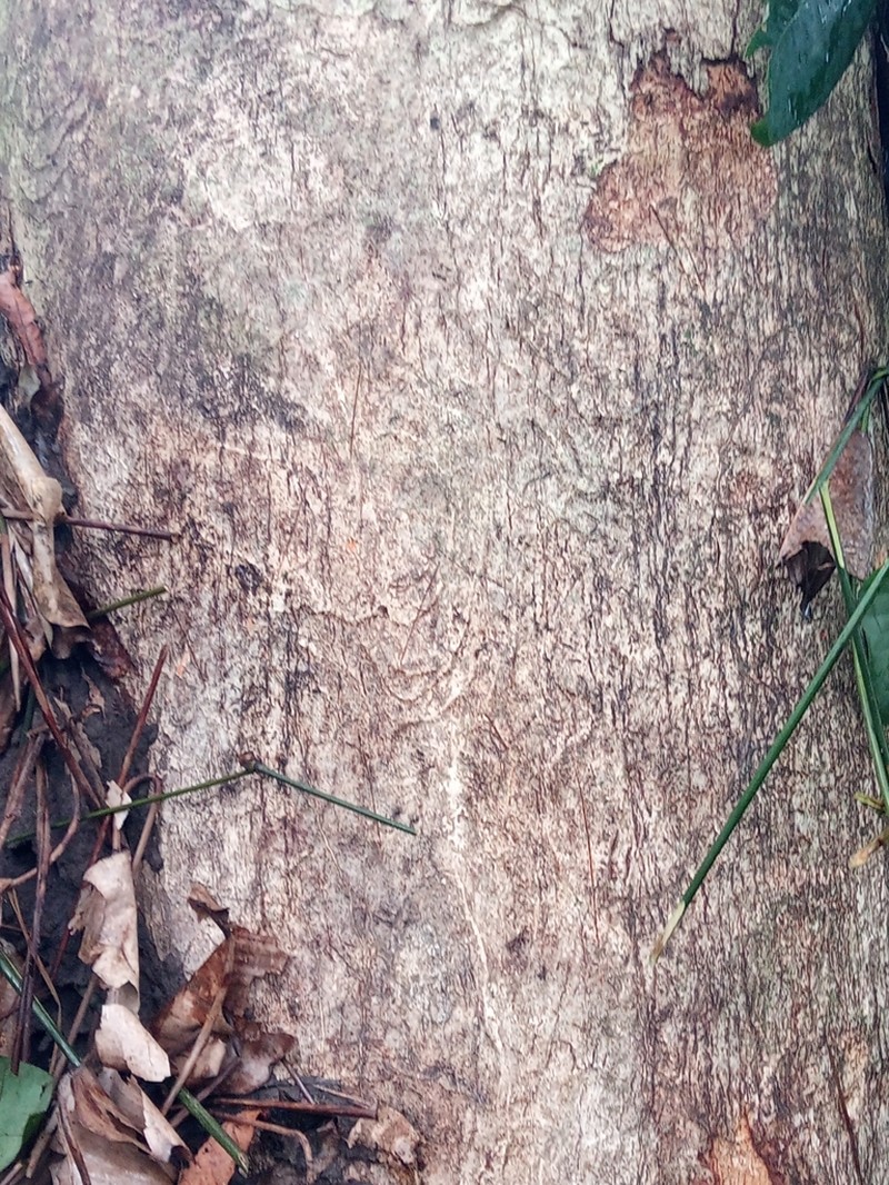 Leplaea cedrata photo 2