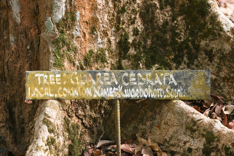 Leplaea cedrata photo 3