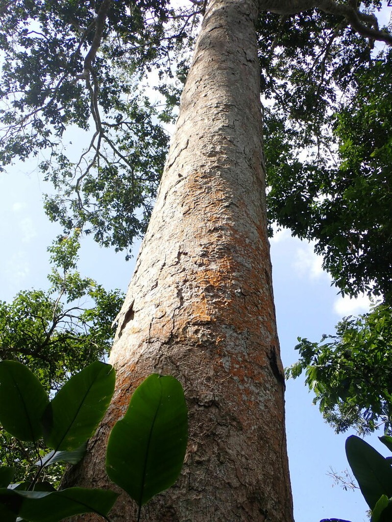 Leplaea cedrata photo 4