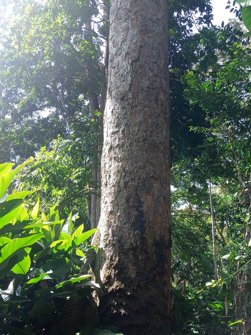Leplaea cedrata photo 5